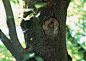树皮年轮树纹木皮纹理树木表皮纹理高清材质贴图片摄影PS素材图库