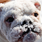 This English Bulldog Saw Snow For The First Time