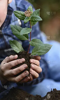 种树改善气候变化