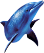 PNG动物素材海豚-2活动促销电商节日设计免扣去底透明背景素材png元素@奥美Linda