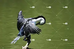 澳大利亚斑鸬鹚 壁纸4K 梳理 免费壁纸 美丽的壁纸 烘干 羽毛