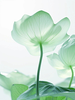 小小小小白啊采集到画芯