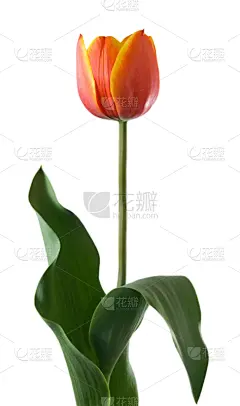 郁金香,白色背景,草坪,周年纪念,贺卡,环境,春天,植物,户外,礼物