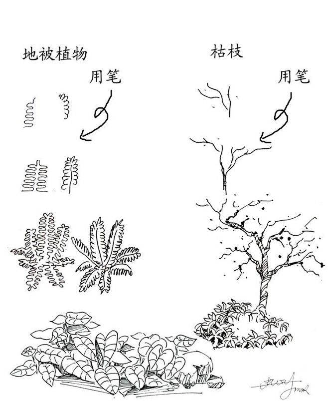 20种植物的手绘速写技法_素描风景