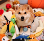 柴犬（Daifuku）和他的玩具