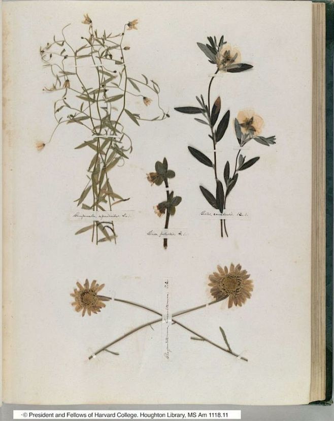 干花