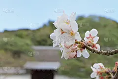 日本京都