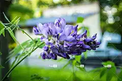 紫水晶落紫藤 花 花壁纸 美丽的花朵 自然 花卉背景 春天
