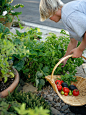 Santa Barbara: Cottage Garden : Cottage garden, curb apeal, edible garden, front yard, kitchen garden, picking garden, vegetable pots, veggie garden, veggie pots, 