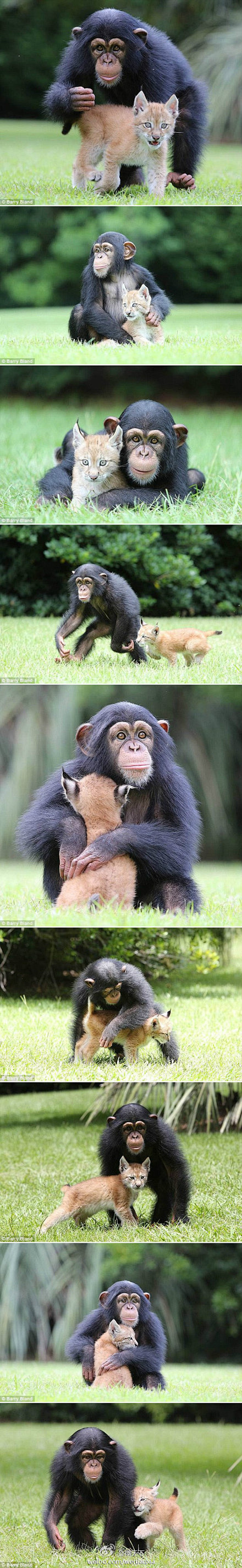 【组图：黑猩猩和小山猫的友谊】瓦尔里是美...