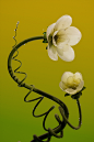 3d art art cinema 4d flower Flowers Nature octane Photography  Render CGI