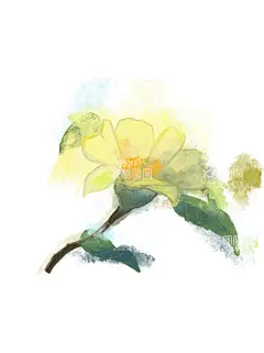 手绘山茶花  - 源文件下载【酷图网】茶油,古风花朵,花草树木,花朵,黄色花朵,免抠,手绘,手绘古风,山茶花,