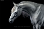 Wiebke Haas 马的肖像摄影欣赏 马 运动 肖像摄影 安静 国家地理杂志 唯美 动物 