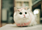 猫呀~