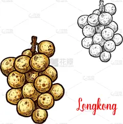 草图,热带水果,农民,绿色,去皮的,农业,植物学,自然,图像,矢量