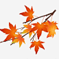 秋天的枫叶免抠png素材_新图网ixintu.com