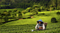 Muhammad Raju在 500px 上的照片tea picker