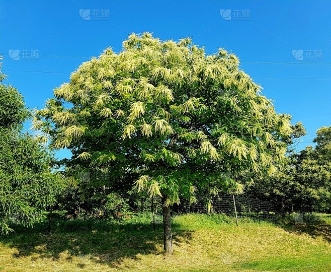 开花的栗树，板栗