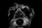 Free stock photo of black-and-white, animal, dog, pet