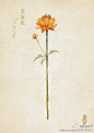 花，金莲花