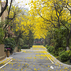 ~MissL采集到Ⅰ景观元素