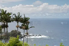 夏威夷大岛欧米亚湾的棕榈树