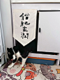 猫咪厕所改造 - 小红书