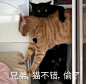 无聊图 - 蛋友贴图专版