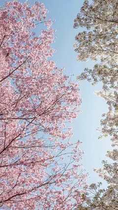 小清新樱花壁纸，手机壁纸##高清无水印壁纸##小清新壁纸##樱花壁纸#