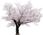 https://pluspng.com/img-png/cherry-blossom-tree-png-hd-tree-sakura-1270.png