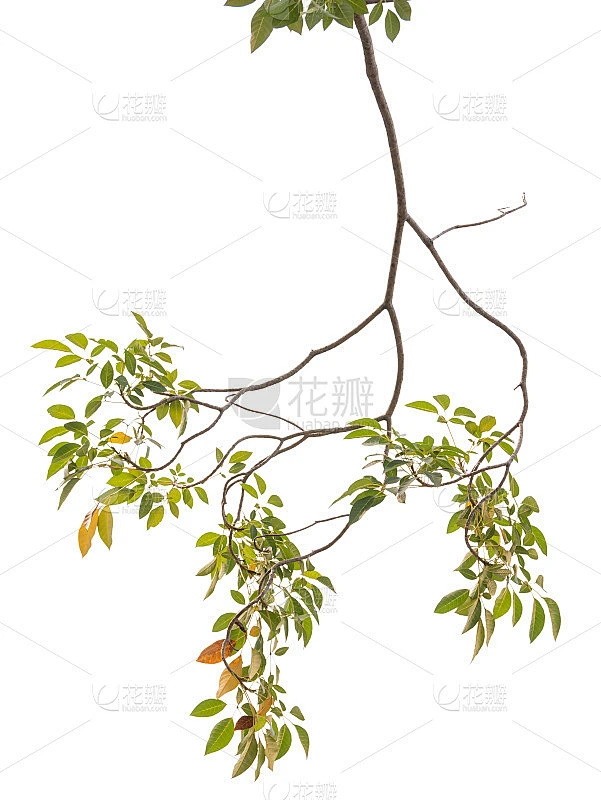 以自然为背景的树枝素材-花瓣网