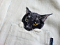 Hiroko Kubota：衬衫口袋上的猫咪_想象家 - 充满想象力的视觉杂志