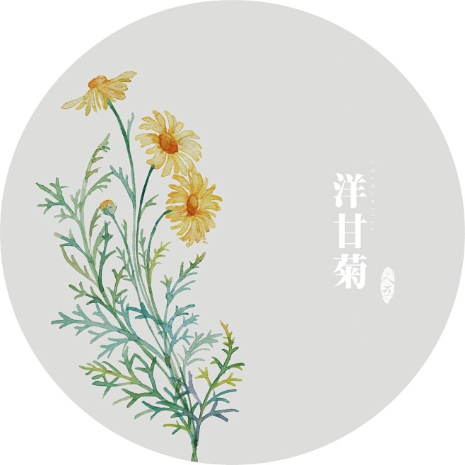 洋甘菊