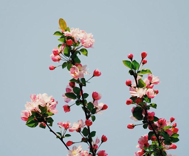 pink petaled flowers