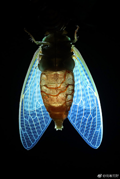 Canonball采集到生物