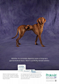 解决消化不良或长期胃肠道-Protexin胃药平面广告-肚子打结的宠物狗---酷图编号1102815