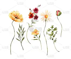 一套花卉元素和植物,水彩画.用于婚礼邀请函、结婚周年纪念日、生日、贺卡、贺礼的设计.