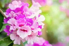 春天,柔和,紫色,背景聚焦,贺卡,浪漫,泰国,情人节卡,复古风格,柔和色