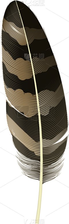 羽毛,波西米亚风,时尚,图标,分离着色,华丽的,图像,自然美,写实,收集