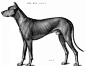 动物骨骼肌肉解剖图：狗，狮，马 1280PX[30P] (9).jpg