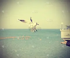 喂海鸥;复古复古风格的色调图片。
