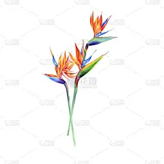 水彩花，有热带植物、叶子和紫杉花。 对情人节、婚宴、夏威夷生日和海滩派对都很有好处