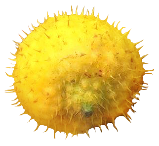 刺梨