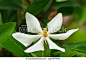 White flowers with a green background. - csp13878569