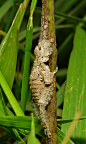 Katydid Nymph (Pseudophyllinae, Cymatomerini, Olcinia or Sathrophyllia sp.)