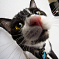 因为好奇研究起镜头的猫星人~ 来自我的前任是个极品 - 微博