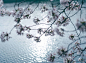 Photo by iwakura shiori  岩倉しおり on April 12, 2021. May be a closeup of flower, stone-fruit tree, body of water and nature.