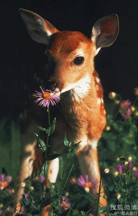 亲爱的小鹿，你好。 (447×698) ...
