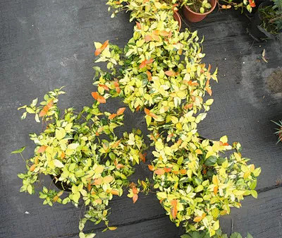 黄金络石 大盆栽 实物拍照 地被植物 盆栽苗★懒人花园-淘宝网