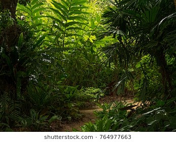 Tropical Garden Path...